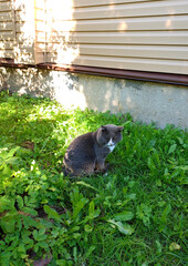Fototapeta premium A gray homeless lonely cat sits on the grass in front of a rural house. Vertical photo, general plan