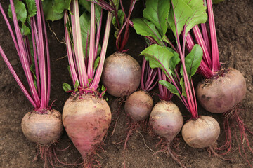 Beetroot fresh harvest in garden. Bunch of freshly harvested raw beetroots on soil ground close up....