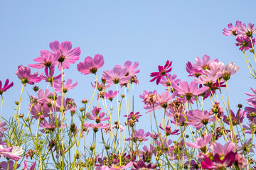 Obraz na płótnie Canvas Pink cosmos flowers in full bloom