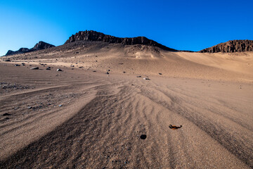 Fototapeta na wymiar scorpion in an arid desert landscape