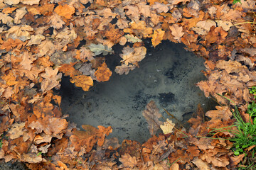 oak leafage in water