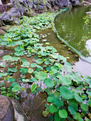 Green aquatic plants growing along the pond.