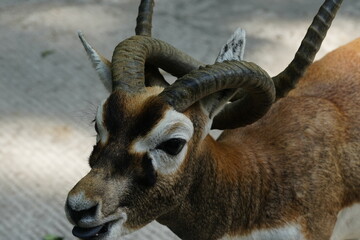 The Mouflon (Ovis orientalis orientalis) is a subspecies of wild sheep and is considered one of the ancestors of modern domestic sheep. It's native to various regions in Europe and Asia|摩弗倫羊|木芙蓉羊|歐洲盤羊