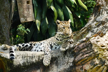 Leopards are large, solitary cats belonging to the genus Panthera and are renowned for their...