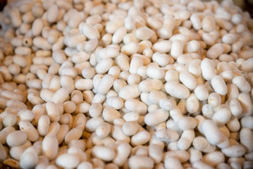 cocoons of white silkworms bred to produce silk. raw silk , High quality photo