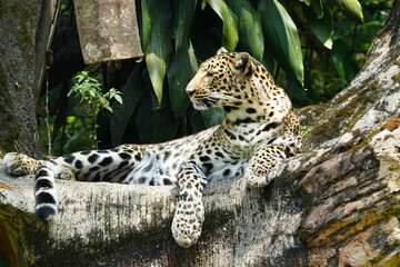 Leopards are large, solitary cats belonging to the genus Panthera and are renowned for their strength, agility, and adaptability. They are one of the 