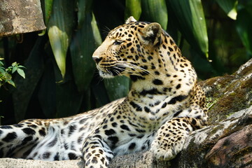 Leopards are large, solitary cats belonging to the genus Panthera and are renowned for their...