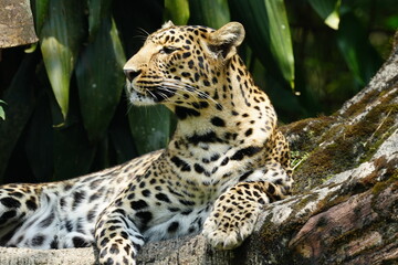Leopards are large, solitary cats belonging to the genus Panthera and are renowned for their strength, agility, and adaptability. They are one of the "big cats" along with lions, tigers |豹