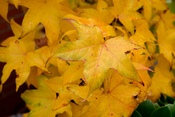 Yellow sweetgum leaves on a rainy day in autumn