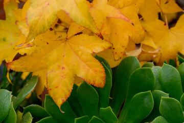 Yellow sweetgum leaves on a rainy day in autumn