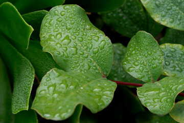 Green carob leaves with water drops on a rainy day in autumn