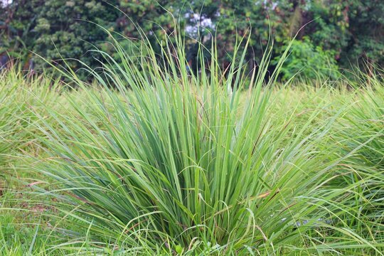 Lemongrass or Lapine or West Indonesia or Cymbopogon citratus are planted in the ground. It is a shrub, the leaves are long and slender green. It is an herb that is made into food and medicine.
