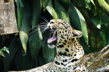 Leopards are large, solitary cats belonging to the genus Panthera and are renowned for their...