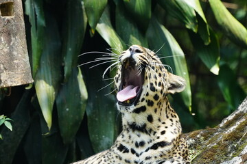 Leopards are large, solitary cats belonging to the genus Panthera and are renowned for their strength, agility, and adaptability. They are one of the 