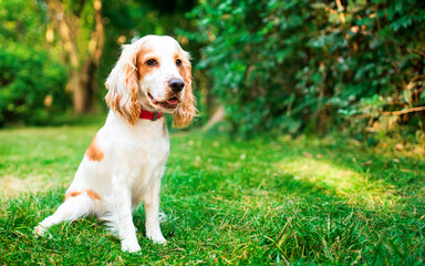 A white English cocker spaniel puppy is sitting in the green grass on the background of the park. The puppy has a collar and is looking away. It has a nice coat. The photo is blurred