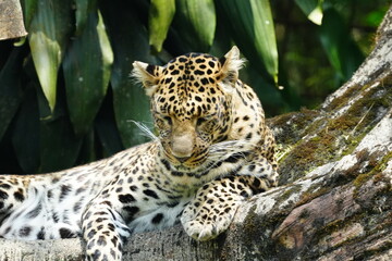 Leopards are large, solitary cats belonging to the genus Panthera and are renowned for their...