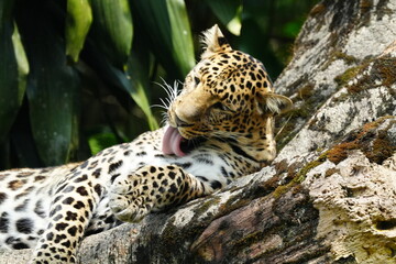 Leopards are large, solitary cats belonging to the genus Panthera and are renowned for their strength, agility, and adaptability. They are one of the 