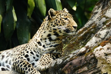 Leopards are large, solitary cats belonging to the genus Panthera and are renowned for their strength, agility, and adaptability. They are one of the 