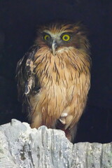 The Buffy Fish Owl (Bubo ketupu) is a species of owl found in various parts of Southeast Asia, including countries like Malaysia, Indonesia, Thailand, Myanmar, and others.|马来渔鸮