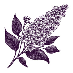 beautiful lilac flower vintage sketch