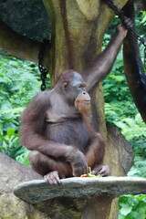 Orangutans are highly intelligent and critically endangered great apes native to the rainforests of Borneo and Sumatra in Southeast Asia. |紅毛猩猩|人猿|紅猩猩|Orang utan