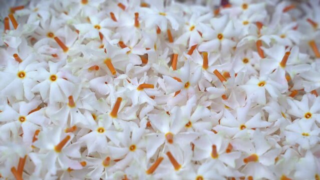 Night jasmine, Seuli or Shefali flower is symbol flower of saradiya or Durga Puja festival in autumn season.