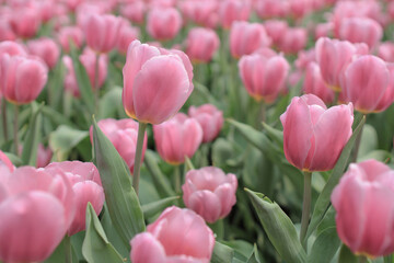 Fototapeta premium Tulipa gesneriana, a nature landscape at hong kong