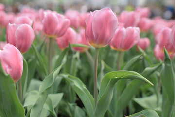 Tulipa gesneriana, a nature landscape at hong kong
