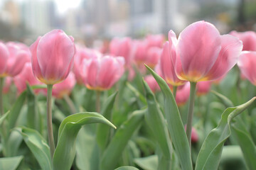 Tulipa gesneriana, a nature landscape at hong kong