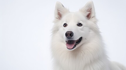 Cute sitting white dog wearing Santa Claus hat on white background.Christmas. advertising for pets, dogs