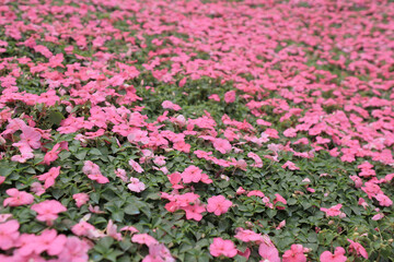 the Viola tricolor, Flower show hong kong