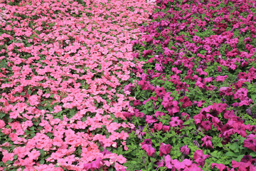 the Viola tricolor, at Victoria Park hong kong