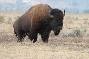 Bison standing in grass with mountains in background