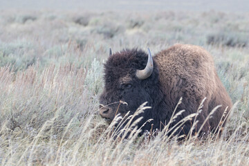 bison standing in white snow in early winter © moosehenderson