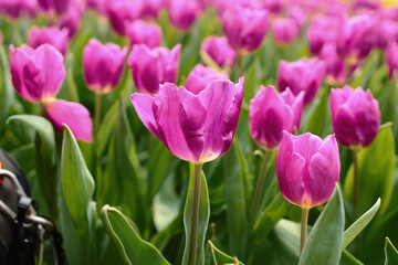 a Tulipa gesneriana, the flower bed at garden