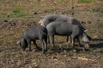 Mangalita pigs raised in the open air.