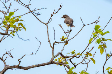 A Gray Monjita also knows as Primavera perched on the tree. Animal world. Birdwatching. Birding.
