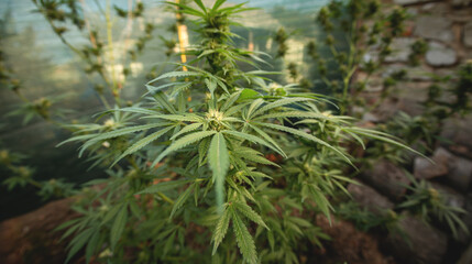 Marijuana plant in the final stages of flowering outdoors. Harvest a bud on a cannabis plant