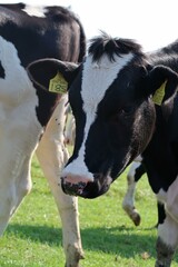 Close up image of cow