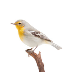 Obraz premium robin isolated on white background, a small bird perched on a transparent background, Generative AI
