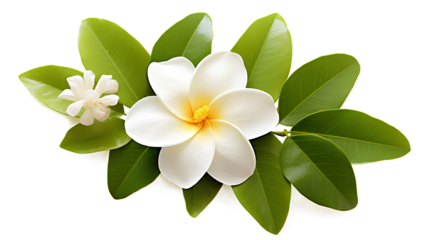 white frangipani flower isolated, beautiful flower with leaf on a transparent background, Generative AI