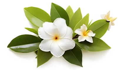Poster white frangipani flower isolated, beautiful flower with leaf on a transparent background, Generative AI © mizan