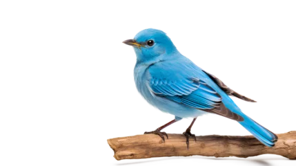 Foto op Aluminium blue jay isolated on white background, blue bird perch on a transparent background, Generative AI © mizan
