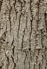Fototapeta premium Bark surface texture of an oak tree 
