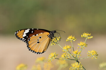 A female African Queen (Danaus chrysippus) butterfly suckling nectar on fennel flowers in the autumn