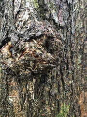 burl growth on a tree trunk with, rough texture, abstract background
