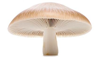 Mushroom isolated on white, mushroom isolated on Transparent background, Generative AI - obrazy, fototapety, plakaty