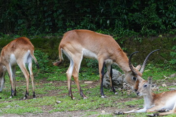 Naklejka na ściany i meble The Lechwe waterbuck, scientifically known as Kobus leche kafuensis, is a subspecies of the common waterbuck (Kobus ellipsiprymnus).|驢羚