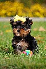 A little Yorkshire Terrier Puppy Sitting on Green Grass. Cute dog. Copy space for text