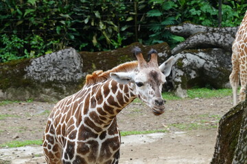 The giraffe (Giraffa camelopardalis) is a unique and majestic African mammal known for its exceptional height, long neck, distinctive coat pattern, and elegant appearance. |長頸鹿